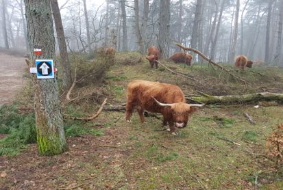 Best Living JutbergTrail Running